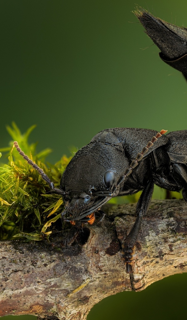 Черный дьявольский каретный жук на ветке