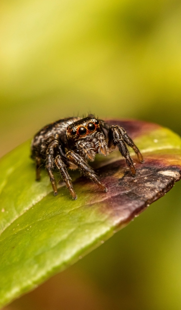 Черный глазастый паук сидит на зеленом листе