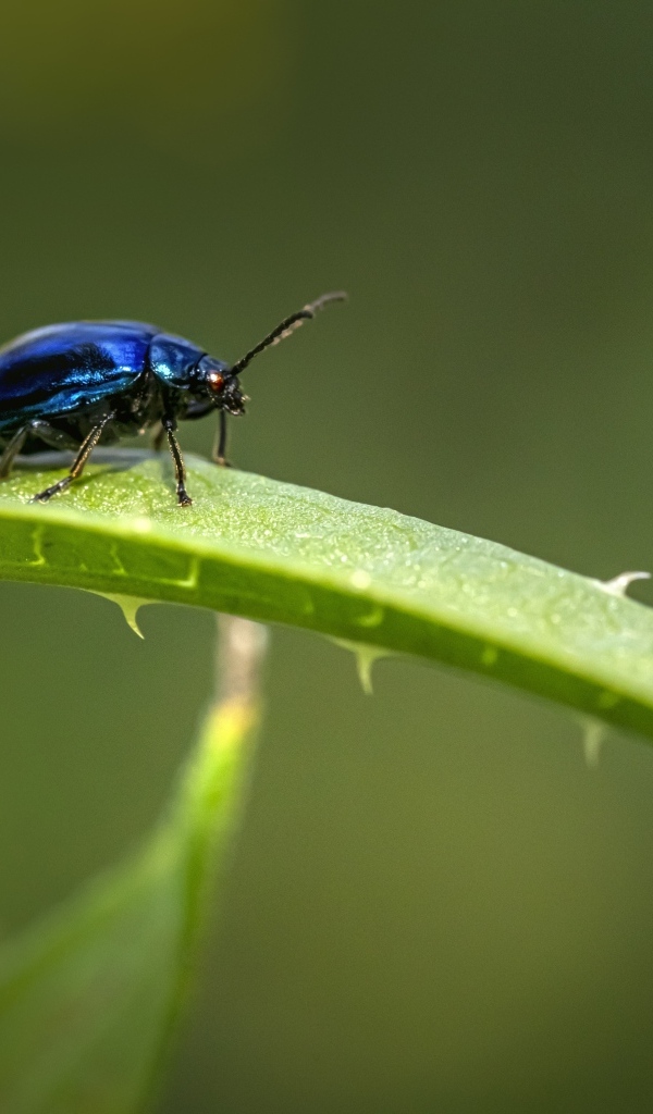 Синий жук сидит на ветке алоэ