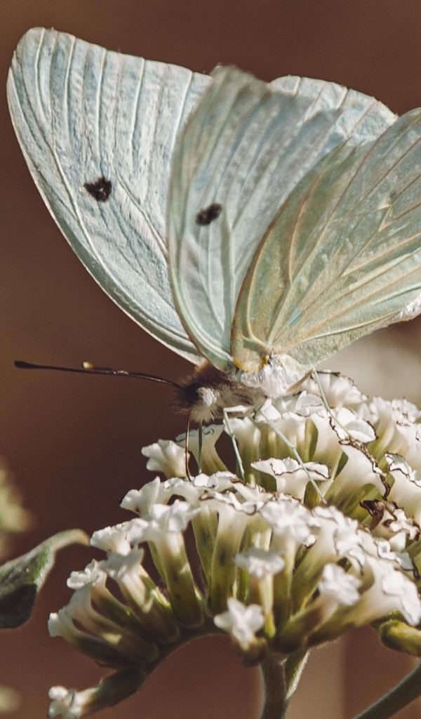 Голубая бабочка сидит на цветке