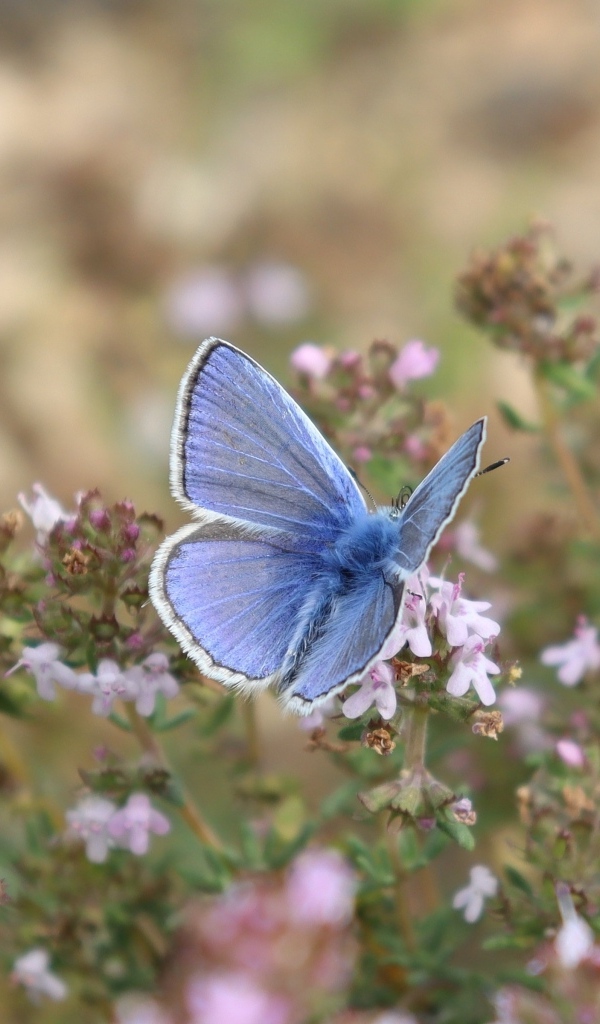 Голубая бабочка сидит на полевом цветке