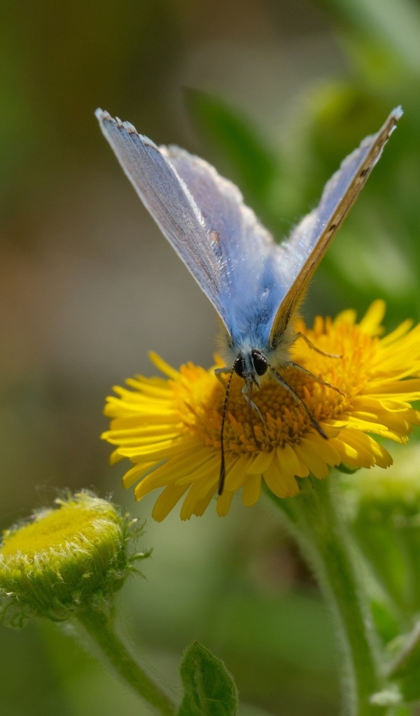 Голубая бабочка сидит на желтом цветке 