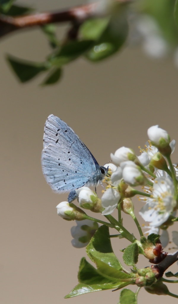 Голубая бабочка сидит на цветах вишни 
