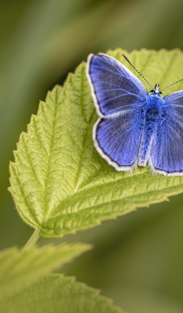 Голубая бабочка сидит на зеленом листе
