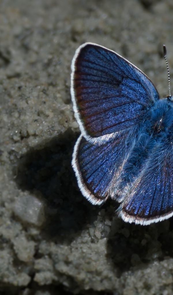 Голубая бабочка сидит на песке