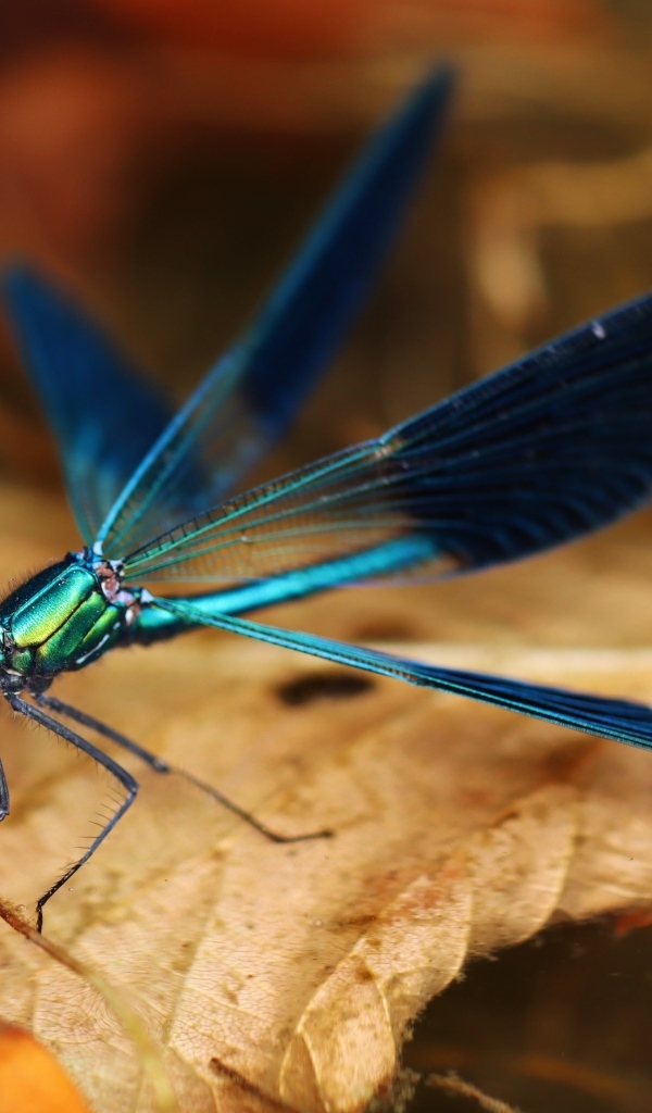 Синяя стрекоза сидит на сухом листке