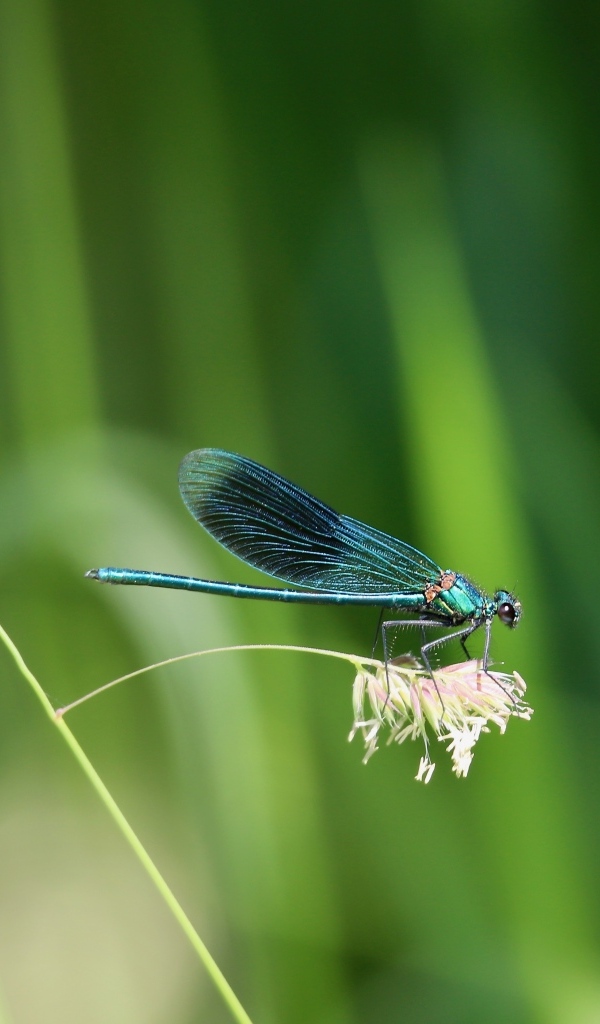 Голубая стрекоза сидит на колоске