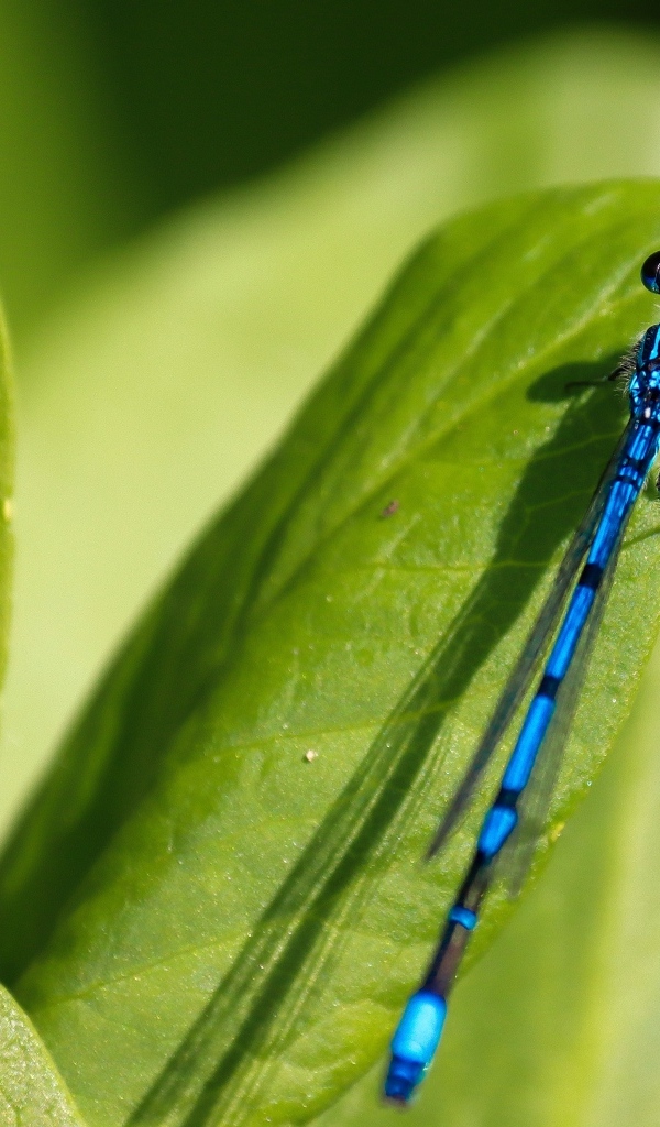 Синяя стрекоза сидит на зеленой траве
