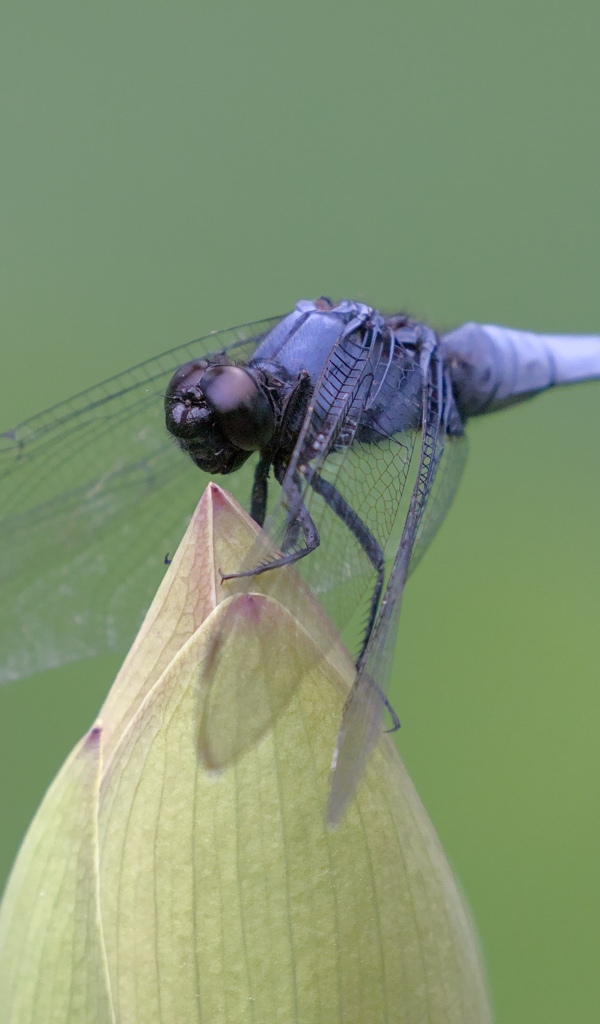 Синяя стрекоза сидит на цветке