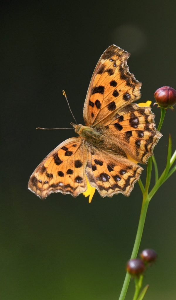 Коричневая бабочка на цветке крупным планом