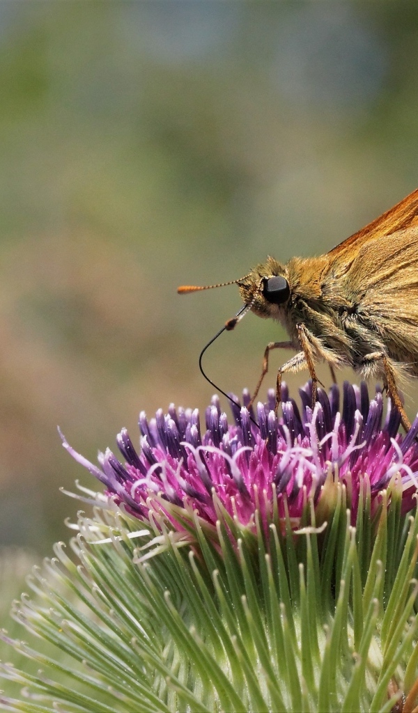 Коричневая бабочка на цветке расторопши крупным планом