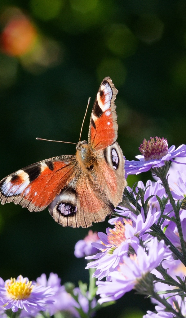Коричневая бабочка сидит на цветке сентябринки