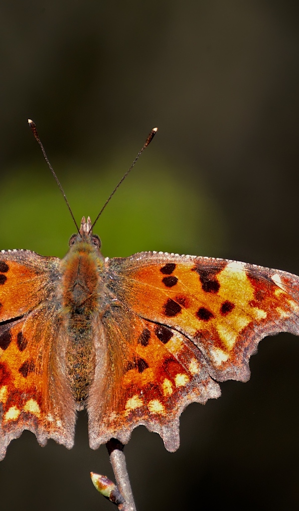 Коричневая бабочка сидит на ветке 