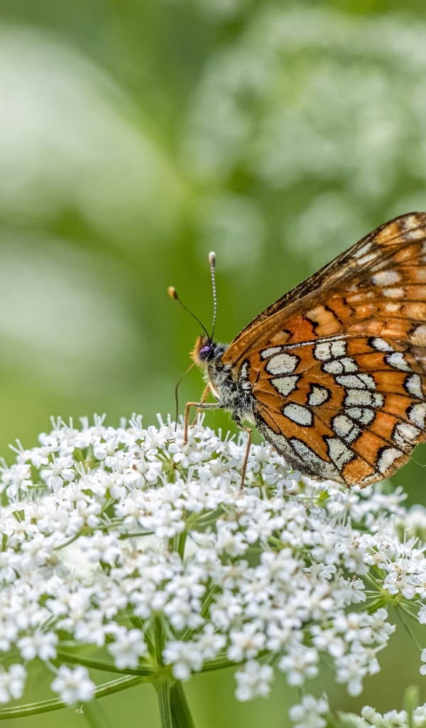 Коричневая бабочка сидит на белом цветке