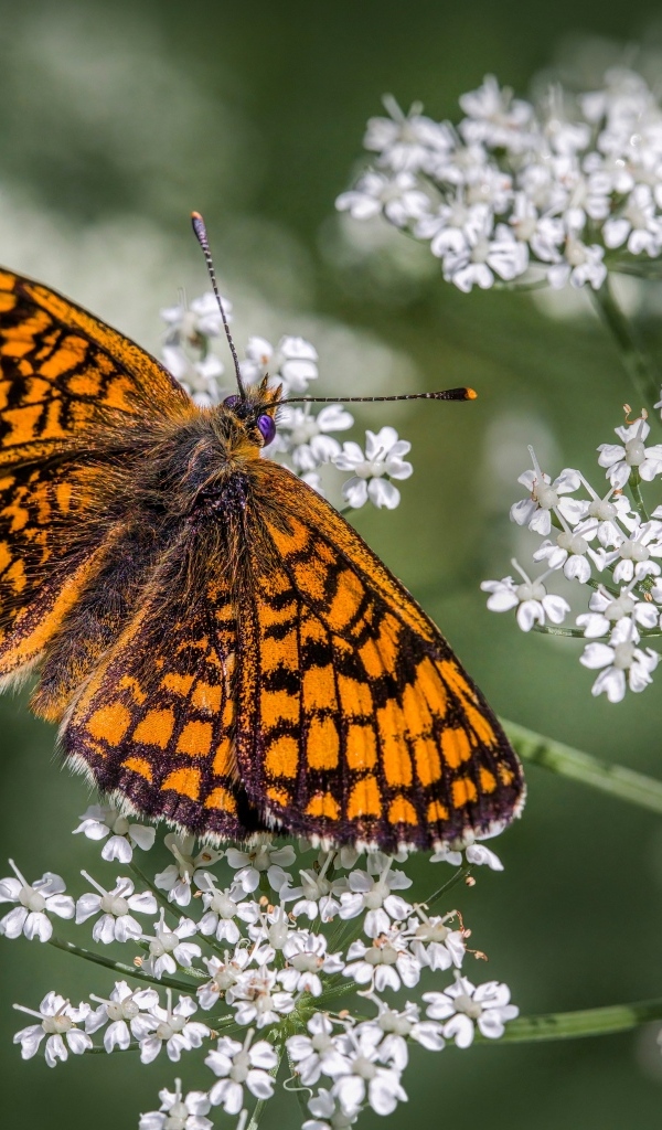 Коричневая бабочка сидит на белом полевом цветке
