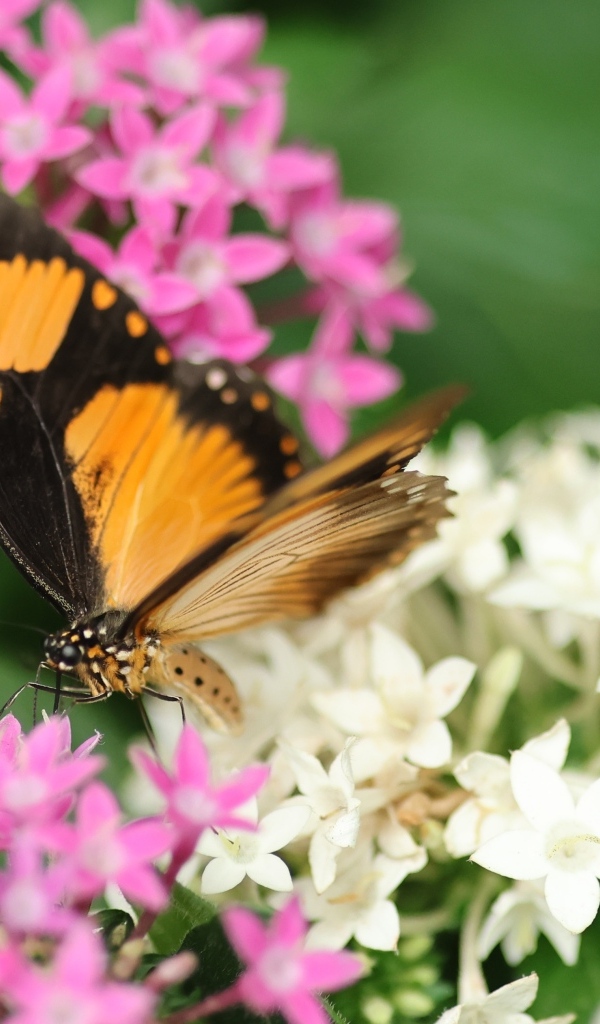 Коричневая бабочка с розовыми и белыми цветами