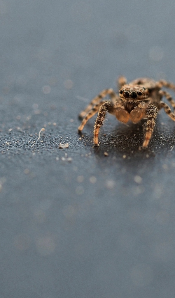 Коричневый паук на сером асфальте