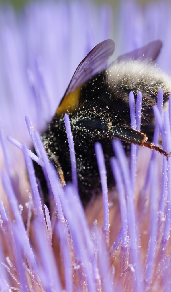 Шмель опыляет цветок