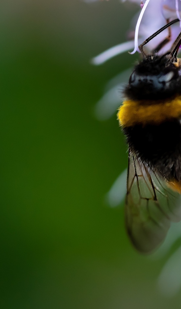 Шмель сидит на красивом цветке