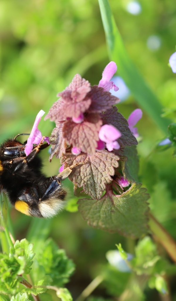 Шмель сидит на розовом цветке крапивы