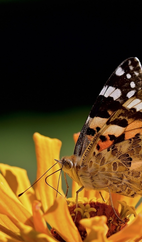 Бабочка крупным планом на цветке циннии