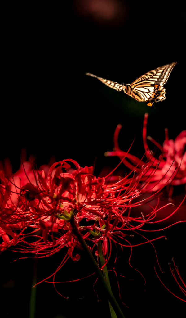 Бабочка летает над красными цветами