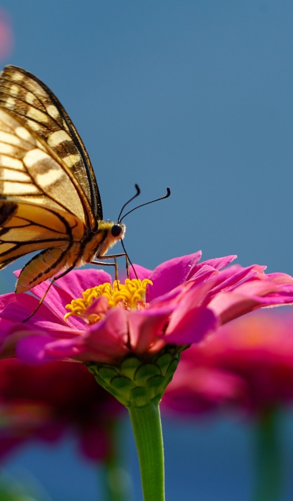 Бабочка махаон на розовом цветке циннии 