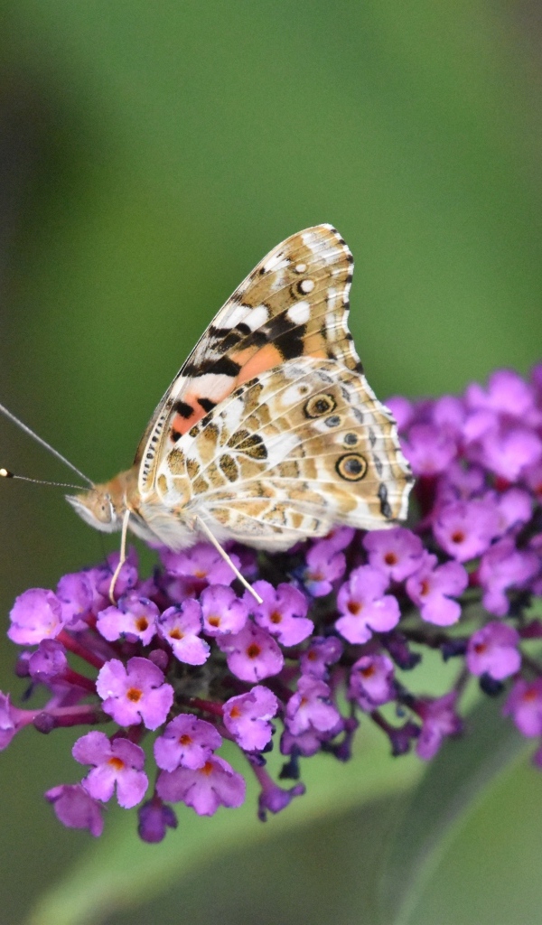 Бабочка сидит на красивом розовом цветке 