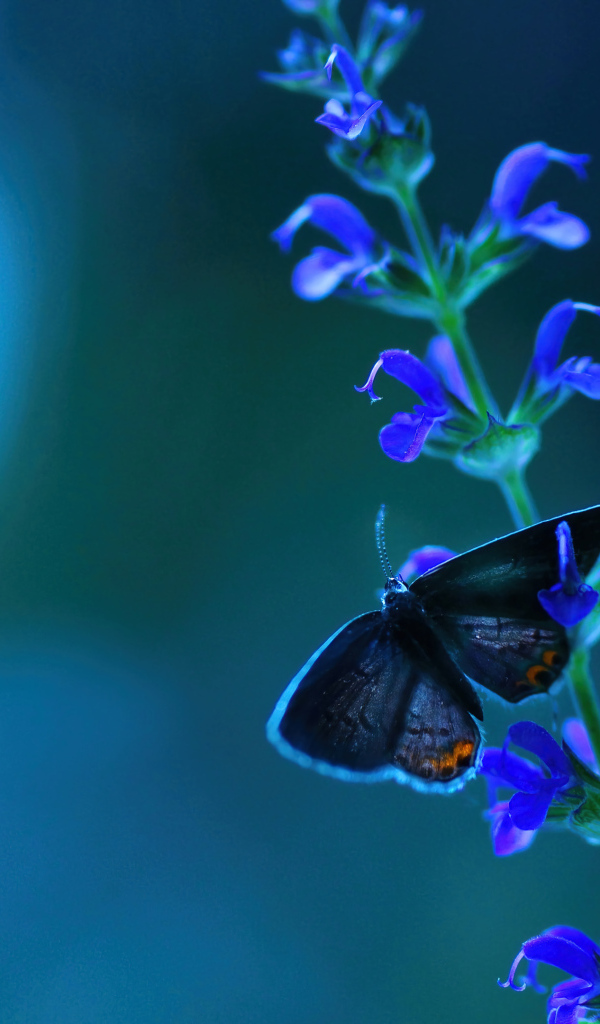 Бабочка сидит на голубом цветке