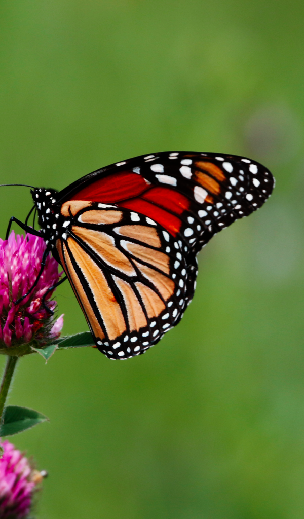 Бабочка сидит на цветке клевера