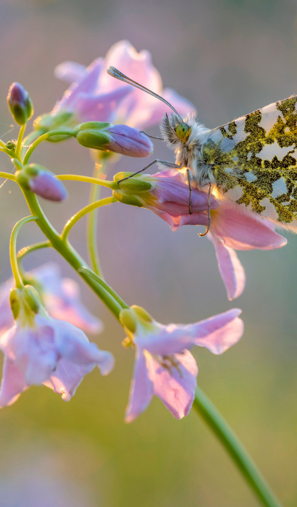 Бабочка сидит на розовом нежном цветке