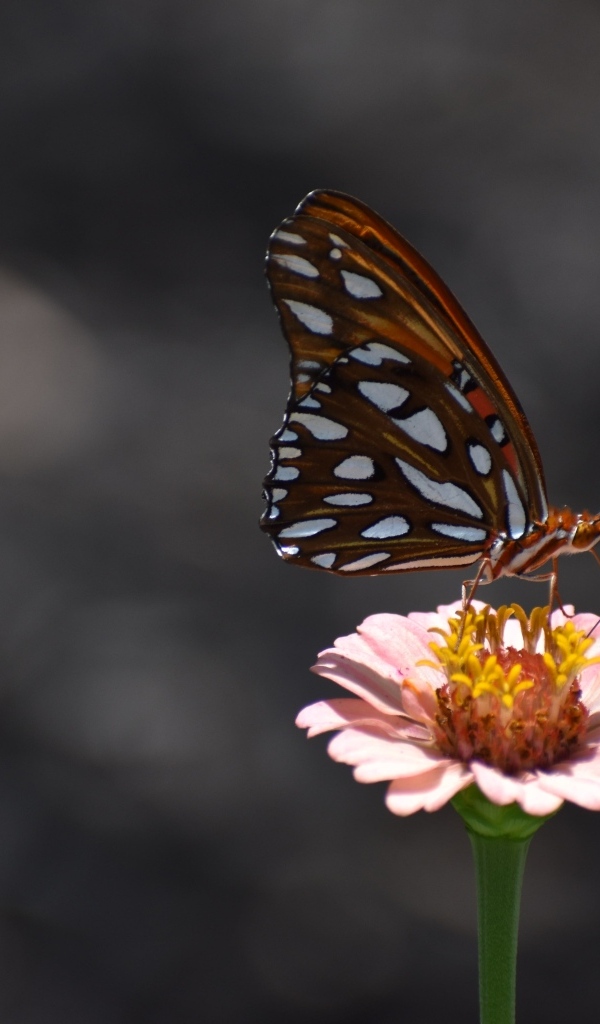 Бабочка сидит на розовом цветке циннии