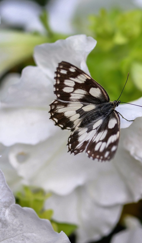 Бабочка сидит на белом цветке петунии