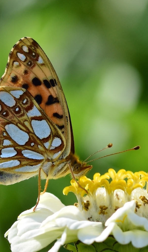 Бабочка сидит на белом цветке циннии