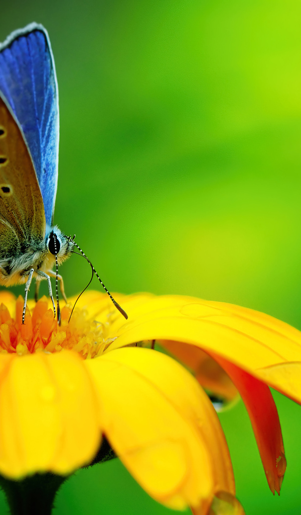 Бабочка сидит на оранжевом цветке крупным планом