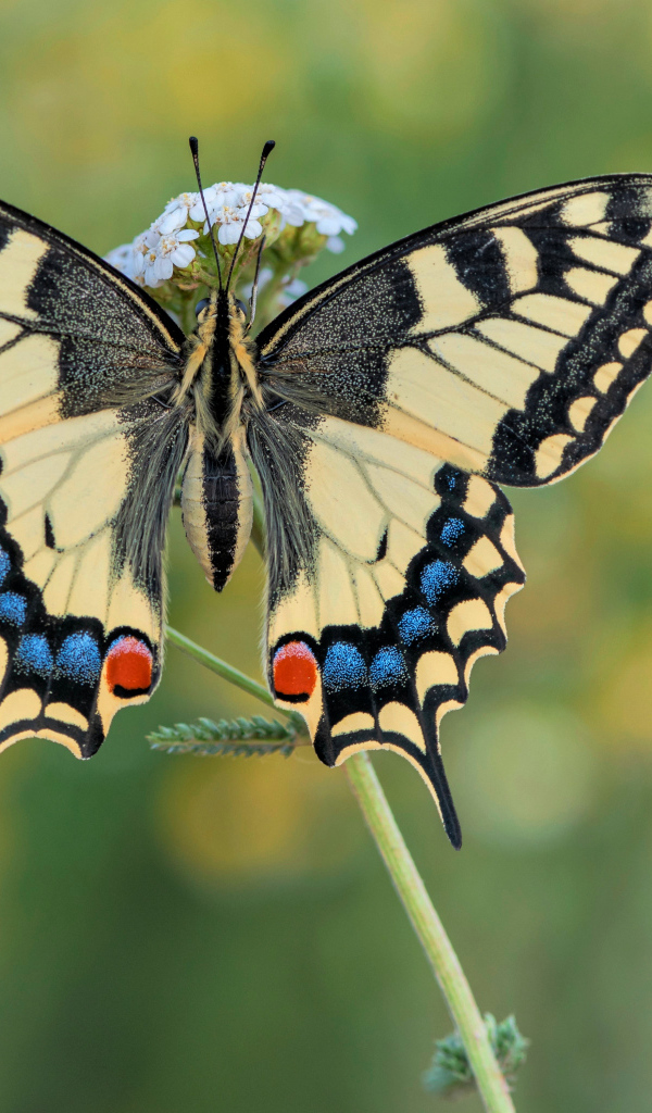 Бабочка махаон на траве