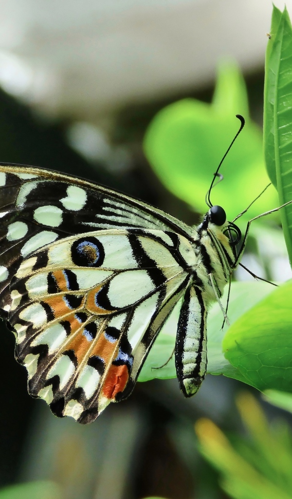 Бабочка махаон сидит на зеленом листке