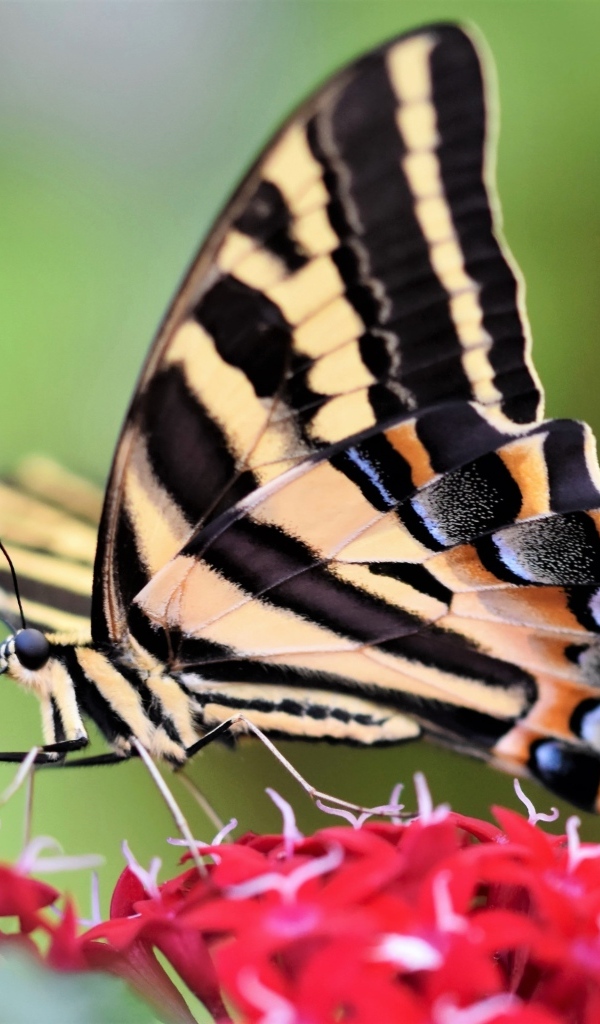 Бабочка махаон сидит на красном цветке