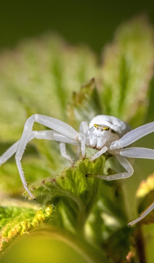 Крабовый паук золотарник на зеленом листке