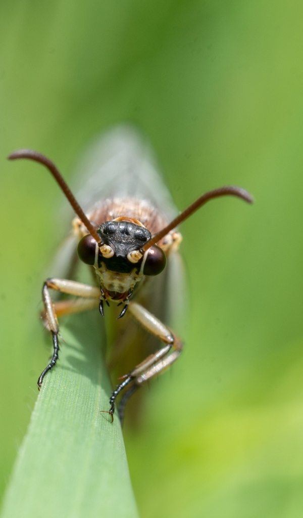 Лицо стрекозы крупным планом