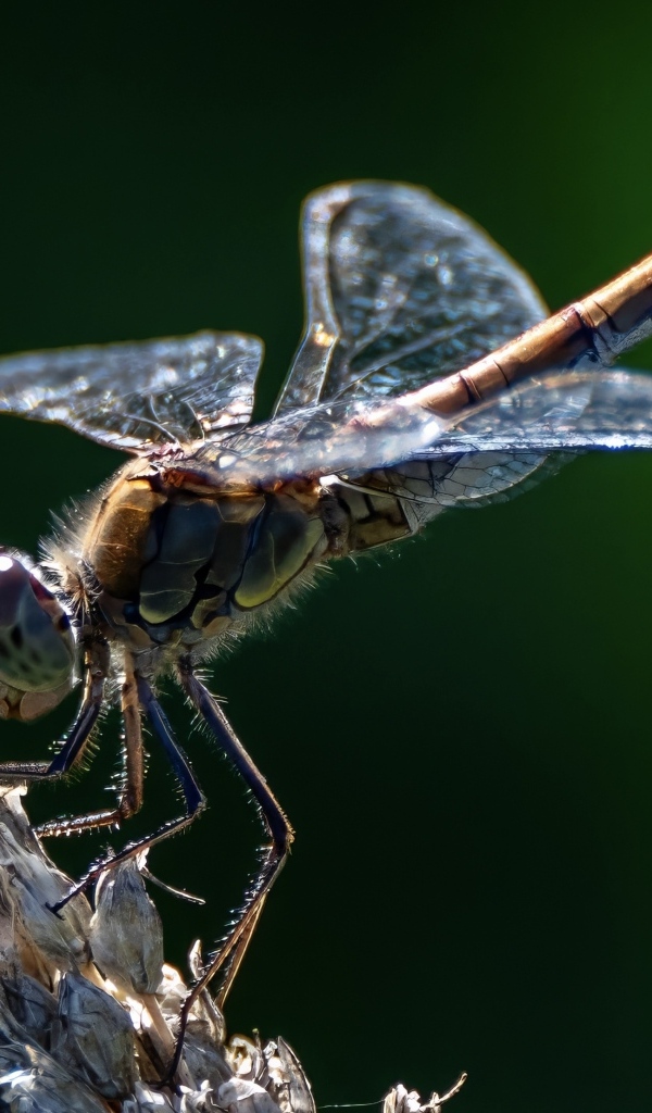 Стрекоза на сухом растении крупным планом