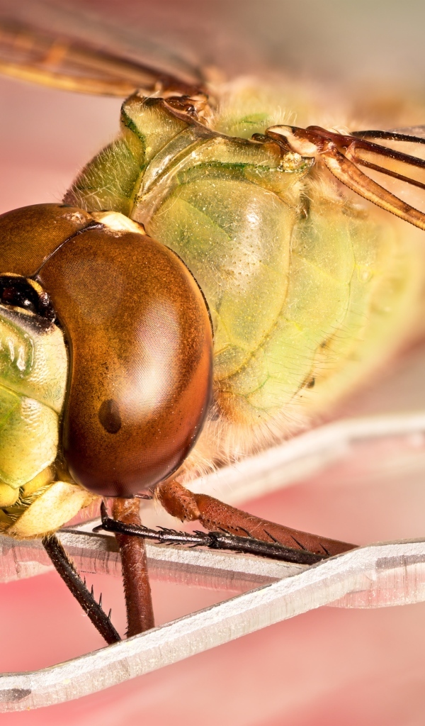 Стрекоза на железной сетке крупным планом