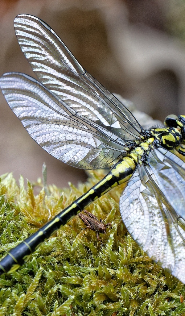 Стрекоза на покрытой мхом земле 