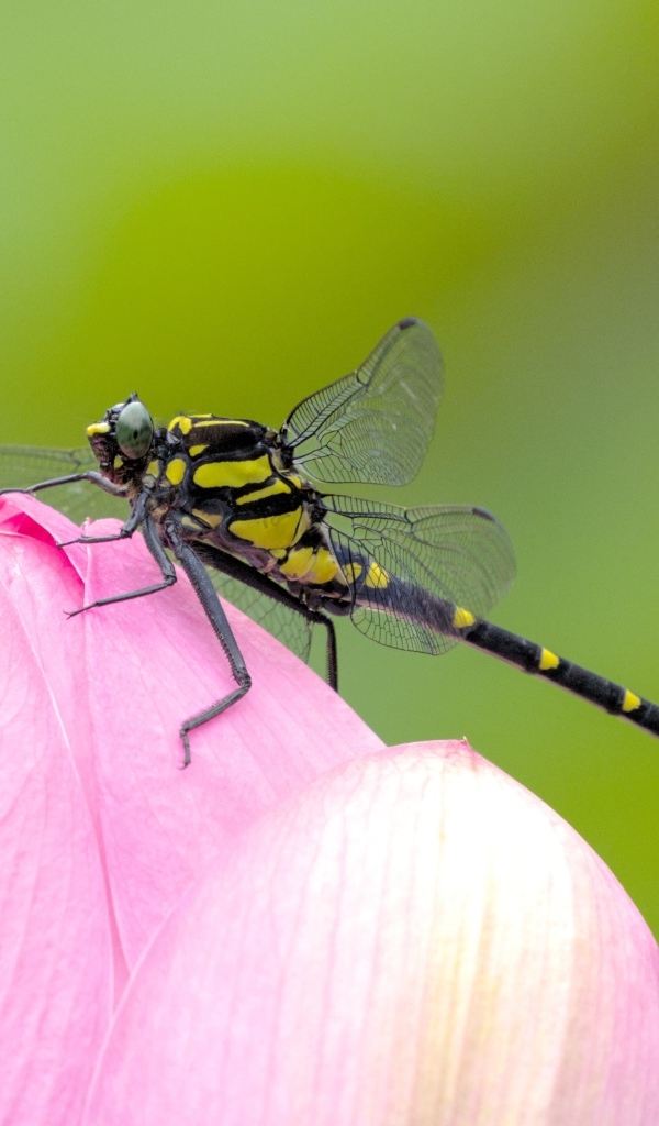 Стрекоза на розовом цветке лотоса