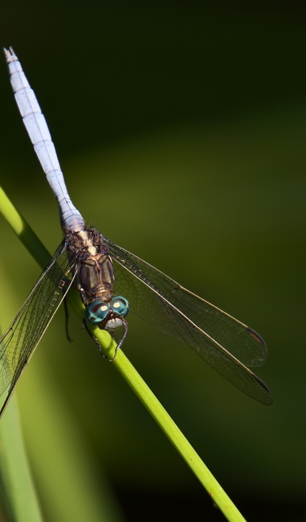 Стрекоза сидит на зеленом листке