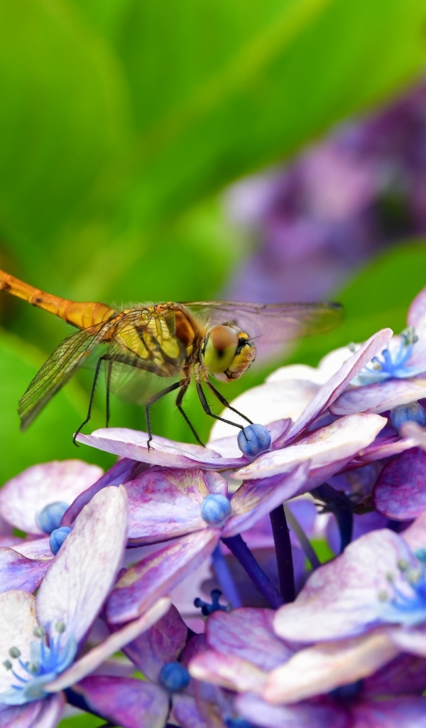 Стрекоза сидит на цветке гортензии