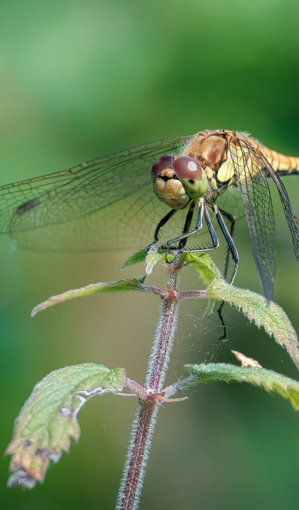 Стрекоза сидит на растении с зелеными листьями 