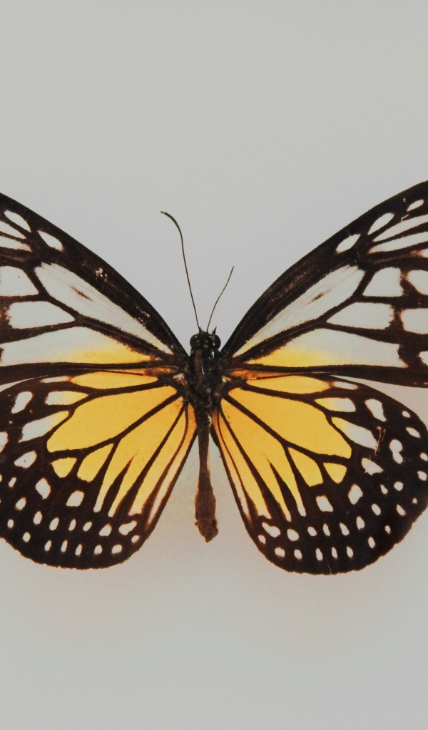 Засушенная бабочка на сером фоне