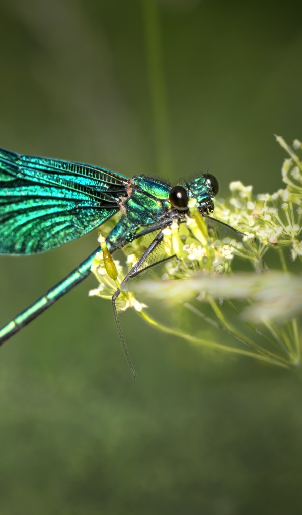 Зеленая стрекоза сидит на цветке