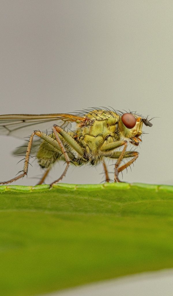 Зеленая муха сидит на листке